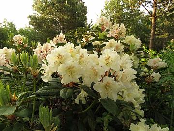 IMG_5439_PMAKuu-01_Kristian's_Moonlight_1024px Rhododendron 'Kristian's Moonlight' ('P.M.A. Tigerstedt' x 'Alli'), a cross by Kristian Theqvist