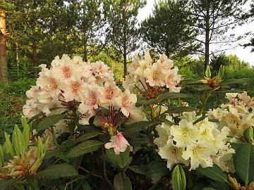 IMG_5440_PMAKuu-01_Kristian's_Moonlight_1024px Rhododendron 'Kristian's Moonlight' ('P.M.A. Tigerstedt' x 'Alli'), a cross by Kristian Theqvist