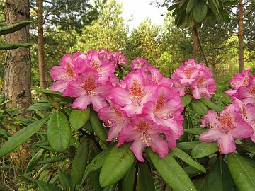 IMG_5450_ElvBlueB-06_Elviira_x_Blue_Bell_1024px Rhododendron ElvBlueB-06 ('Elviira' x 'Blue Bell'), a cross by Kristian Theqvist