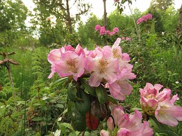 IMG_5452_ElvBlueB-10_Elviira_x_Blue_Bell_1024px Rhododendron ElvBlueB-10 ('Elviira' x 'Blue Bell'), a cross by Kristian Theqvist