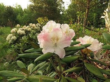 IMG_5454_MikkKenJ-01_Mikkeli_x_Ken_Janeck_1024px Rhododendron MikkKenJ-01 ('Mikkeli' x 'Ken Janeck'), a cross by Kristian Theqvist