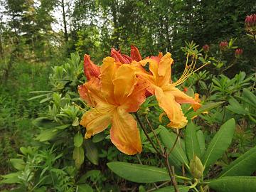 IMG_5457_GoldSunte-04_Golden_Lights_x_Sunte_Nectarine_1024px Rhododendron GoldSunte-04 ('Golden Lights' x 'Sunte Nectarine'), a cross by Kristian Theqvist