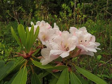 IMG_5460_7651_HeluDeco-xx_Helsinki_University_x_decorum_1024px Rhododendron HeluDeco-xx ('Helsinki University' x decorum ), a cross by Kristian Theqvist