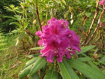 IMG_5462_Miks_1024px Rhododendron 'Miks', a cultivar by Rihards Kondratovičs