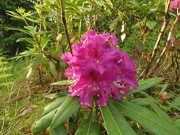 IMG_5462_Miks_1024px Rhododendron 'Miks', a cultivar by Rihards Kondratovičs