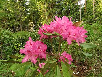 IMG_5464_Unelma_1024px Rhododendron 'Unelma'