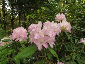 IMG_5467_PMA_x_makinoi_01_1024px Rhododendron PMAMak-01 ('P.M.A. Tigerstedt' x makinoi ), a cross by Kristian Theqvist