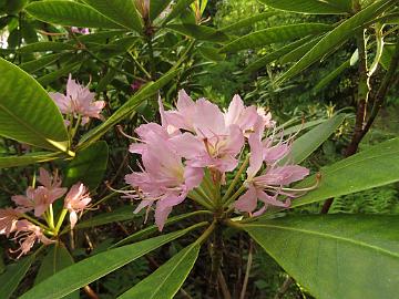 IMG_5470_Pekka_x_fortunei_PekkFort-02_1024px Rhododendron PekkFort-02 ('Pekka' x fortunei ), a cross by Kristian Theqvist