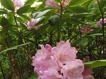 IMG_5473_Pekka_x_fortunei_PekkFort-01_1024px Rhododendron PekkFort-01 ('Pekka' x fortunei ), a cross by Kristian Theqvist