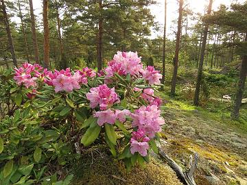 IMG_5478_smirnowii_kalliolla_1024px Rhododendron smirnowii low growing form planted in a water bed on top of a hill
