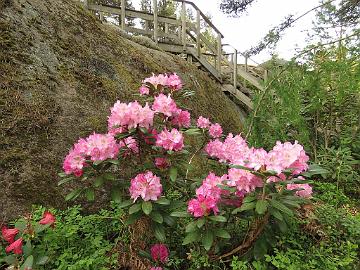 IMG_5480_Gradito_1024px Rhododendron smirnowii
