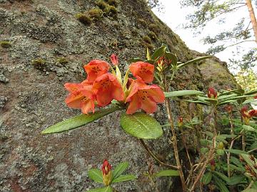 IMG_5483_Böhmen_1024px Rhododendron 'Böhmen'