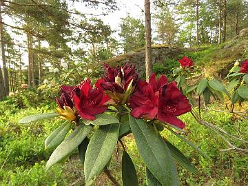 IMG_5484_Henry's_Red_1024px Rhododendron 'Henry's Red'