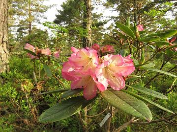 IMG_5488_KullGoldC-01_Kullervo_x_Golden_Coach_1024px Rhododendron KullGoldC-01 ('Kullervo' x 'Golden Coach'), a cross by Kristian Theqvist