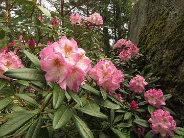 IMG_5507_Brigitte_1024px Rhododendron 'Brigitte'