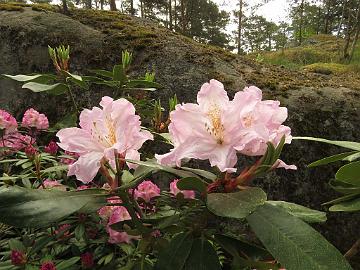 IMG_5509_Dagmar_1024px Rhododendron 'Dagmar'