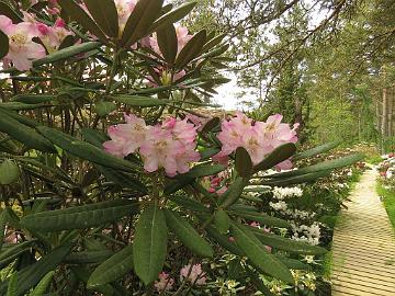 IMG_5514_Mikkeli_1024px Rhododendron 'Mikkeli'