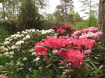 IMG_5518_Sneezy_1024px Rhododendron 'Sneezy'