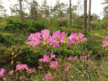 IMG_5522_X_Fraseri_1024px Rhododendron x fraseri