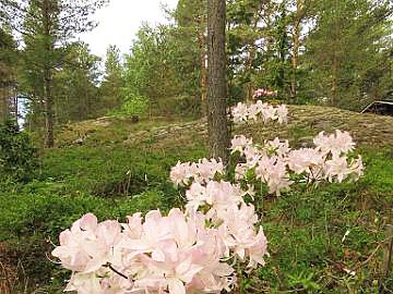 IMG_5523_White_Lights_1024px Rhododendron 'White Lights'