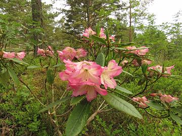 IMG_5525_KullGoldC-01_Kullervo_x_Golden_Coach_1024px Rhododendron KullGoldC-01 ('Kullervo' x 'Golden Coach'), a cross by Kristian Theqvist