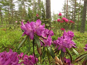 IMG_5526_ROYAL_LILAC_1024px Rhododendron ROYAL LILAC ('Bolesław Chrobry'), a cultivar by Jan Ciepłucha