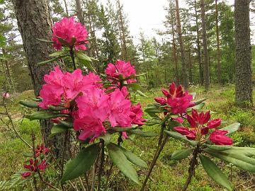 IMG_5528_Arnita_1024px Rhododendron 'Arnita', a cultivar by Dace Gertnere