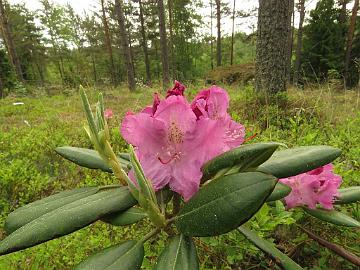 IMG_5530_Patricia_1024px Rhododendron 'Patricia', a cultivar by Dace Gertnere