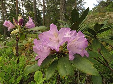 IMG_5532_Romantica_1024px Rhododendron 'Romantica', a cultivar by Dace Gertnere