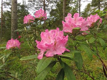 IMG_5535_smirnowii_from_Babite_1024px Rhododendron smirnowii from Babite