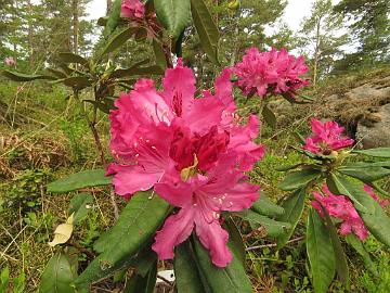 IMG_5537_Unelma_1024px Rhododendron 'Unelma'