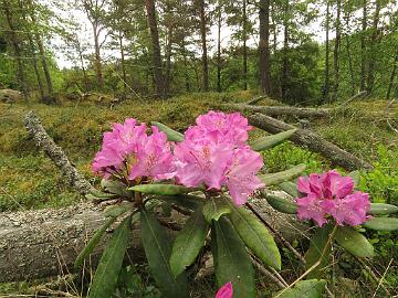 IMG_5539_Krish_1024px Rhododendron 'Krish', a cultivar by Dace Gertnere