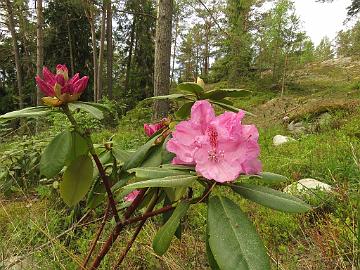 IMG_5543_Ilma_1024px Rhododendron 'Ilma', a cultivar by Rihards Kondratovičs