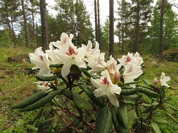 IMG_5545_Schneeauge_1024px Rhododendron 'Schneeauge'