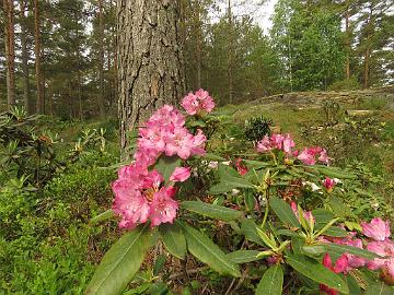 IMG_5547_Rh_macrophyllum_1024px Rhododendron macrophyllum