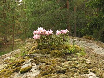 IMG_5558_smirnowii_kalliolla_1024px Rhododendron smirnowii low growing form planted in a water bed on top of a hill