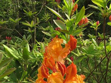 IMG_5563_GoldSunte-04_Golden_Lights_x_Sunte_Nectarine_1024px Rhododendron GoldSunte-04 ('Golden Lights' x 'Sunte Nectarine'), a cross by Kristian Theqvist