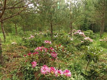 IMG_5567_1024px Test field for Rhododendron crosses