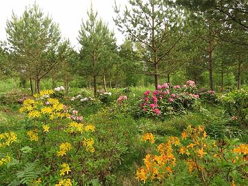 IMG_5569_test_field_TDxx_1024px Test field for Rhododendron crosses