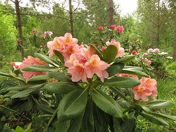 IMG_5572_Merja_HeluBohm-02_Helsinki_University_x_Bohmen_1024px Rhododendron 'Merja' ('Helsinki University' x 'Böhmen'), a cross by Kristian Theqvist