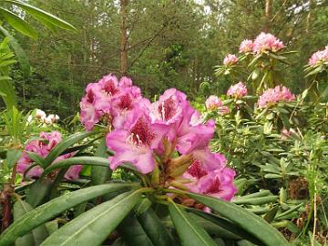 IMG_5574_PMABlueB-02_PMA_x_Blue_Bell_02_1024px Rhododendron PMABlueB-02 ('P.M.A. Tigerstedt' x 'Blue Bell'), a cross by Kristian Theqvist