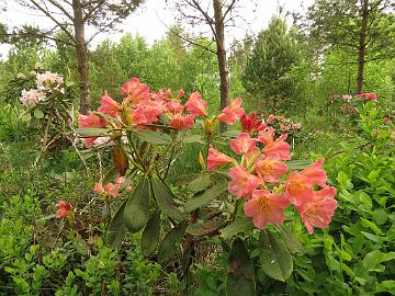 IMG_5576_KullBohm-03_Kullervo_x_Bohmen_1024px Rhododendron KullBöhm-03 ('Kullervo' x 'Böhmen'), a cross by Kristian Theqvist