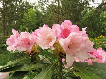 IMG_5581_HeluKenJ-02_Helsinki_University_x_Ken_Janeck_1024px Rhododendron 'Kyllikki' ('Helsinki University' x 'Ken Janeck'), a cross by Kristian Theqvist