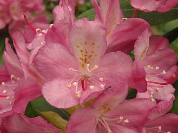 IMG_5583_Stina_PekkKenJ-01_Pekka_x_Ken Janeck_1024px Rhododendron 'Stina' ('Pekka' x 'Ken Janeck'), a cross by Kristian Theqvist