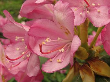 IMG_5584_Stina_PekkKenJ-01_Pekka_x_Ken Janeck_1024px Rhododendron 'Stina' ('Pekka' x 'Ken Janeck'), a cross by Kristian Theqvist