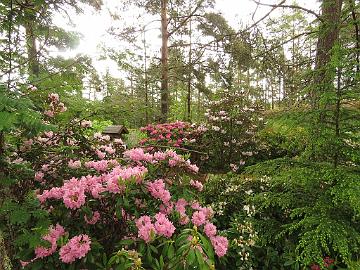 IMG_5591_Helsinki_University_1024px Rhododendron 'Helsinki University'