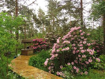 IMG_5592_Pekka_1024px Rhododendron 'Pekka', 'Haaga' in the background