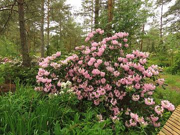 IMG_5593_Pekka_1024px Rhododendron 'Pekka'