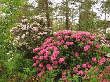 IMG_5594_Haaga_1024px Rhododendron 'Mikkeli' and 'Haaga'