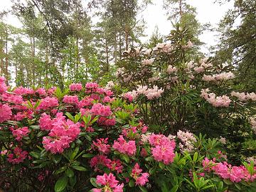 IMG_5596_Haaga_Mikkeli._1024px Rhododendron 'Haaga', 'Mikkeli' in the background